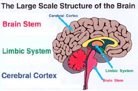Brain structure